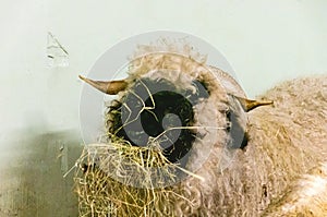 Close-up of head of Valais Blacknose