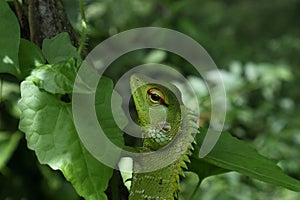 Close up head view of a camouflage common green forest lizard