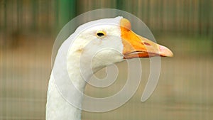 Close up Head of White Duck
