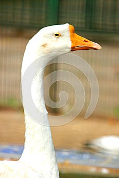 Close up Head of White Duck for Background