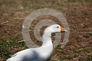 Close up head white goose.