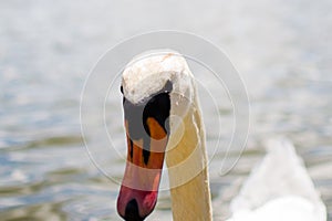 Close up of the head of a white goose. Black eyes and orange beak