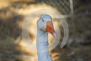 Close up head White goose in garden