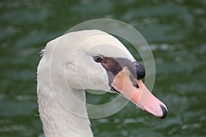 Close up head White goose in river