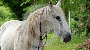 Close up of head of white horse