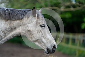 Close-up of the head of a white horse with gray hair standing in its pen