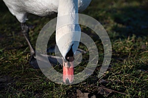 Close up of the head of a white mute swan. The swan searches for food with its beak on the ground