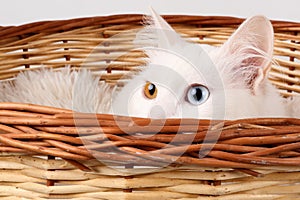 Close up of the head of a white, odd eyed cat blue and amber colored eyes, peeking out of a basket