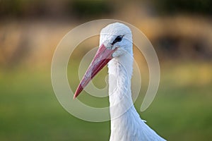 Close up of head of a White Stork with large red beak