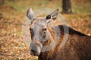 Close up of head of wild female moose, elk