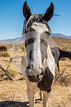 Close up of head of wild horse in Nevada desert