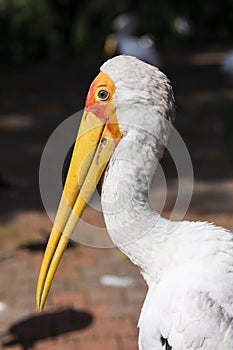 Close-up of the head of a yellow-billed Stork Mycteria ibis