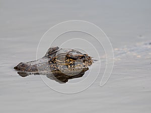 Close Up of the Head of a Young American Alligator Swimming in the Wild in Gray-Colored Water