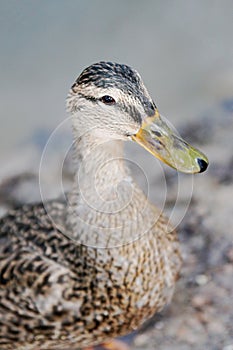 Close-up of the head of a young Anas platyrhynchos