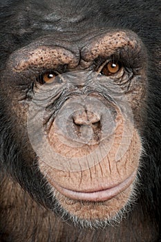Close-up on a head of a Young Chimpanzee - Simia t