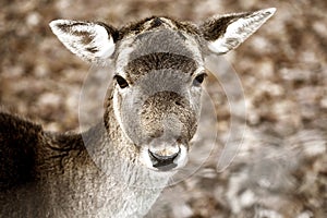 Close-up of a head of a young deer
