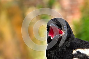 Close-up of a head of a young Magpie.