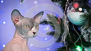 Close-up of head of young Sphynx hairless cat near Xmas tree against background of Christmas lights