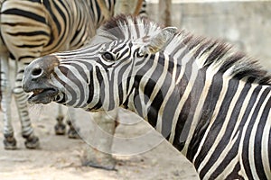 Close up head zebra in garden