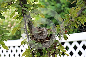 Close up of the heads of baby Robins in a bird nest