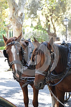 Close-up of heads of Brown horses with white stripe on the front of their head resting in the shade 