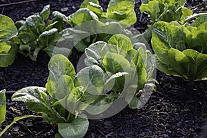 Close-up of heads of green looseleaf lettuce wet with morning dewdrops photo