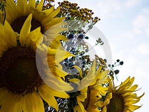 Close-up of the heads of sunflowers, sea hollies - Eryngium and tansy against the sky.