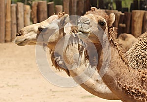 A Close Up of the Heads of Two Dromedary Camels