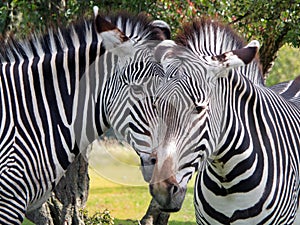 Close up of the heads of two grevys zebras in front of grass and trees photo