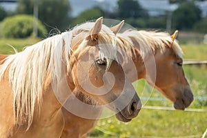 Close-up of the heads of two mares. Two light brown mares.