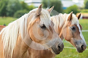 Close-up of the heads of two mares. Two light brown mares.