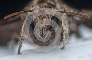 Close up headshot of the common moth.