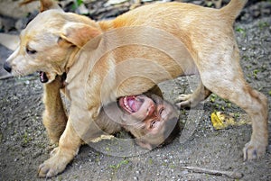 Close up headshot of dog