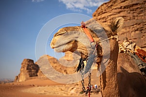Close Up Headshot of Dromedary Camel in Wadi Rum in Jordan