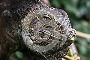 Close-up Headshot of an Iguana