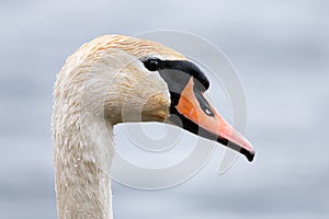 A close up headshot of a mute white swan