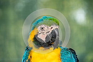 close up headshot portrait of colorful blue and yellow macaw parrot.