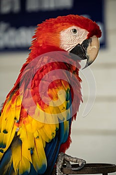 close up headshot portrait of colorful red, blue and yellow macaw parrot.