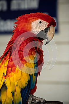 Close up headshot portrait of colorful red, blue and yellow macaw parrot.