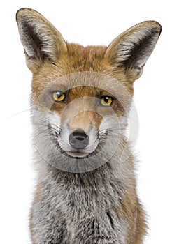 Close-up headshot of Red Fox, 1 year old