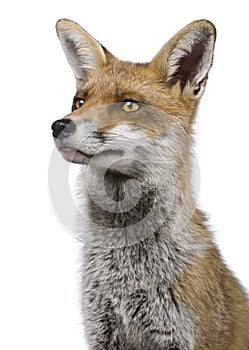 Close-up headshot of Red Fox, 1 year old