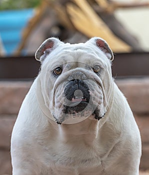 Close up headshot of a white bulldog