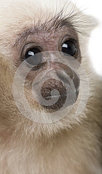 Close-up headshot of young Pileated Gibbon, 4 months old