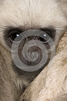 Close-up headshot of young Pileated Gibbon, 4 months old