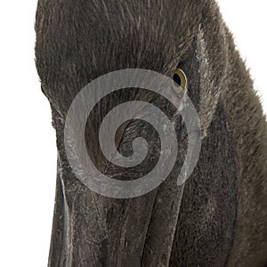 Close-up headshot of young pink-backed pelican