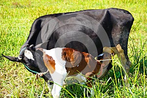 A close up of a healthy Beautiful black cow nursing her calf. Cute cow baby is sucking milk from the mother.