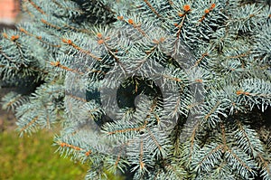 A close-up of a healthy Colorado blue spruce, evergreen coniferous tree with densely growing branches with blue-green needles