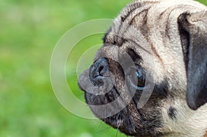 Close up Healthy purebred Nose of dog pug breed fresh