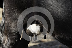 Close up of Angus crossbred udder