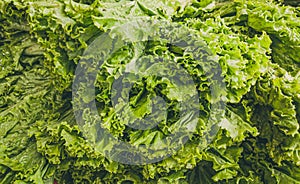 Close-up heap, pile of raw leaf salad on a local asia farmers market. Cooking and healthy food concept, vitamins for